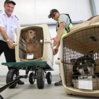 01pettravel